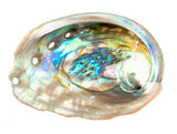 Abalone shells